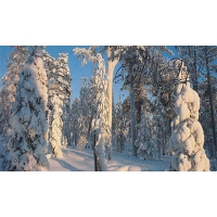 Russia, 2000, Happy New Year! Double postcard with text. Winter Forest, ed. Palette