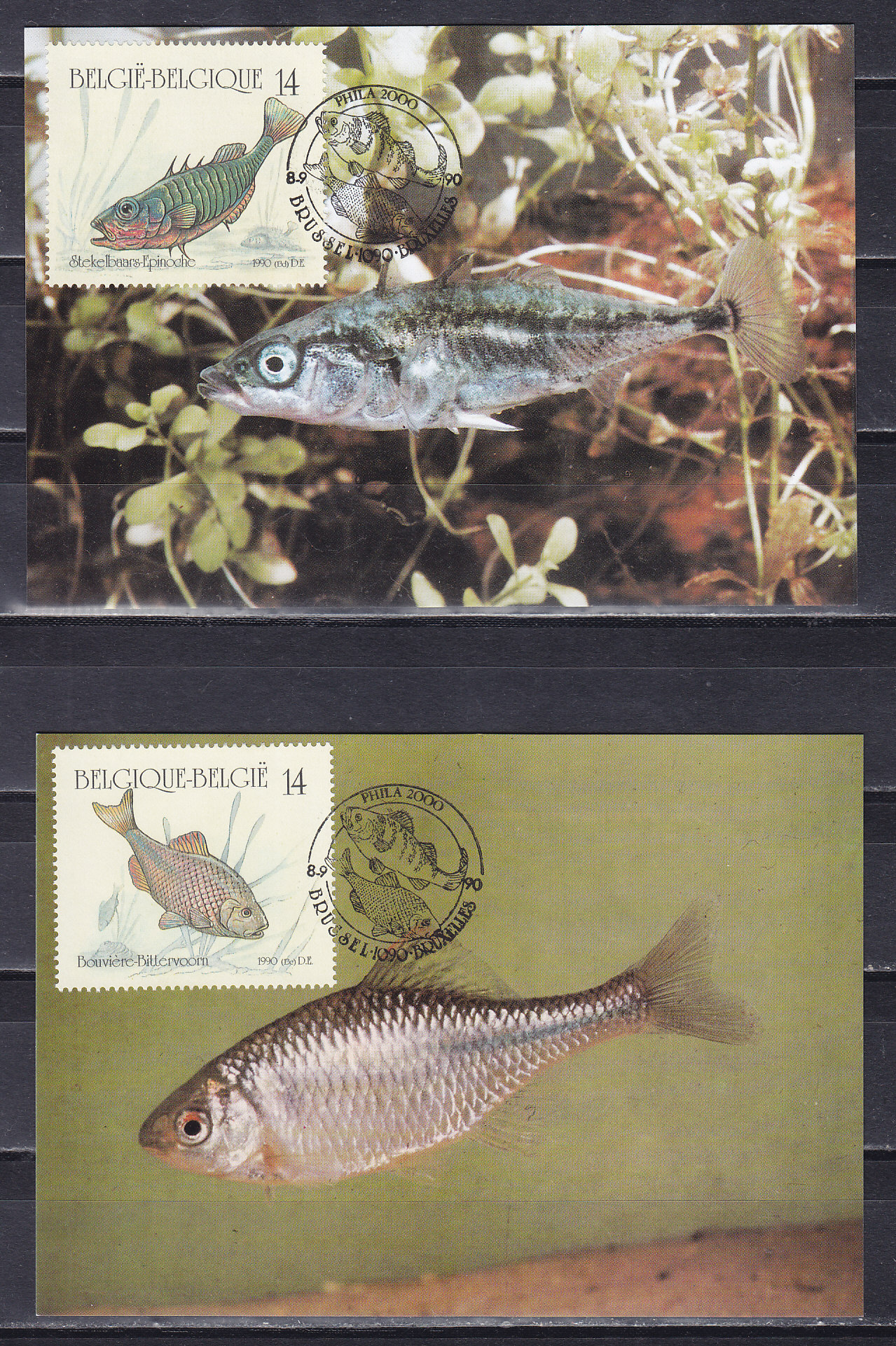 Бельгия, 1990, Рыбы. 4 картмаксимума