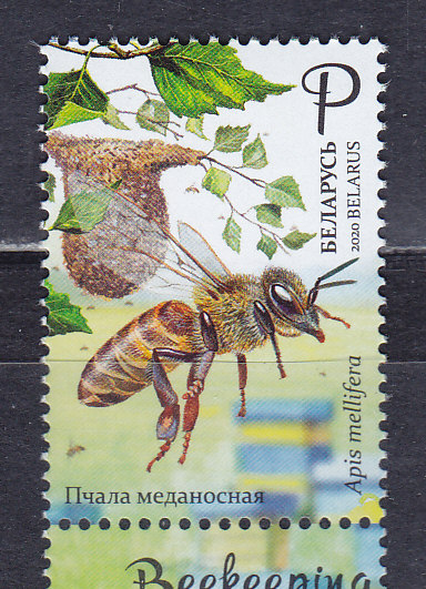 Беларусь, 2020, Пчела медоносная. Марка